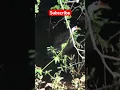 Download Lagu 🦢 Bird Taking Bath🛀 / White breasted waterhen