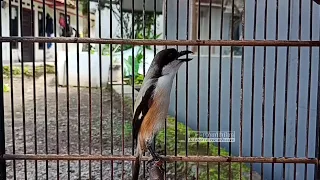 cendet madura gacor isian prenjak untuk terapi cendet stress agar bunyi pancingan cendet stress