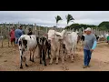 Download Lagu FEIRA DO GADO NA CIDADE DE SÃO BENEDITO CEARÁ DIA 06/09/2025