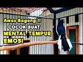 Download Lagu TERAPI KACER GACOR ISIAN ATASI KACER MACET BUNYI LANGSUNG NYAUT BUKOR EMOSI, JOSS MENTAL TEMPUR