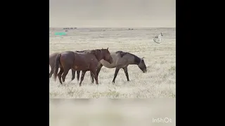 بالي عندو عود قادر 