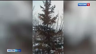 Во дворе домов в Амурском посёлке спилили любимую омичами 15-метровую ель