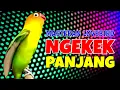 Download Lagu Masteran Love Bird Ngekek Panjang Speed Rapat Bikin Gacor Lovebird Ngekek Panjang Dan Juara