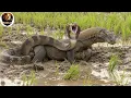 Download Lagu Komodo Dragon vs. King Cobra | Brutal Battle on the South African Savannah