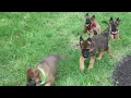 German Shepherd Mix Puppies For Sale