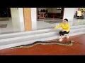Download Lagu Nhà Phan Diễm Cân Lúa Cha Vợ mua thêm Trăn gấm khủng ăn Bánh Canh Bột xắt thịt Vịt cua đồng Miền Tây