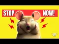 10 Things That Hamsters Hate