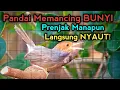 Lagu Suara prenjak kepala merah gacor pandai memancing bunyi prenjak atas/prenjak tamu gacor 