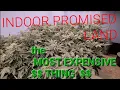 The MOST EXPENSIVE part of a Hydro DWC Cannabis Grow Indoorpromisedland
