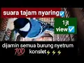 Download Lagu Suara burung glatik batu tajam full isian dan masteran nembak kasar dan rapat