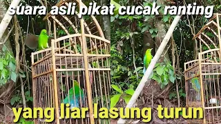 Download suara asli pikat cucak ranting memanggil yang liar langsung turun ati jong cocok untuk masteran MP3