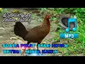 Download Lagu SUARA PIKAT AYAM HUTAN BETINA MINTA KAWIN