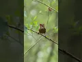 Download Lagu Burung wren kecil yang cantik, bernyanyi