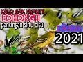 Download Lagu SUARA PIKAT SIRTU / CIPOH /sirdung cipow PALING lengket  2021.andalan kicau mania