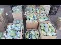 Download Lagu اسعار المانجو والفواكهه فى سوق العبور الجمعه 22\\8\\2025🥭🍇🍏🍈🍎🥭