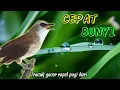 Download Lagu TRUCUK GACOR PAGI HARI... PANCINGAN BUNYI burung trucukan biar cepat bunyi GACOR