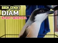 Download Lagu suara pancingan cendet cendet di pagi hari YANG BIKIN CENDET MACET sekalipun IKUTAN BUNYI toet toet