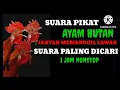 Lagu suara pikat ayam hutan jantan memanggil lawan II suara pikat paling dicari  @howtochannel599