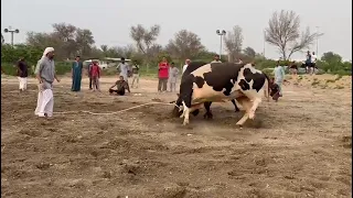 جنجال و الجراح  جنجال و الجراح