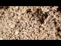 Download Lagu Wegmier Black/garden ant (Lasius niger) aan het werk/At work