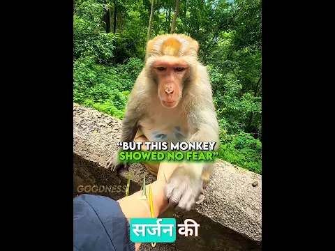 He Carefully Helped Her ❤️🐒 #shorts