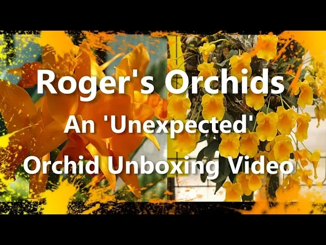 AN UNEXPECTED ORCHID UNBOXING VIDEO