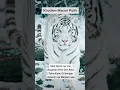 Download Lagu Khodam Macan Putih
