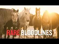 Everyone is Looking for These Old Foundation Quarter Horse Bloodlines