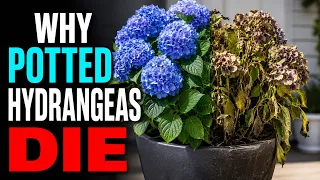 Why Hydrangeas Die in Pots 7 Mistakes Almost Everyone Makes