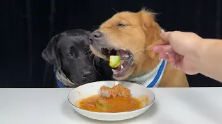 What Is a Portion Without Another Portion. Golden and Labrador. Cute Pet Debut Plan