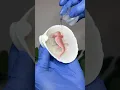Axolotl in shell