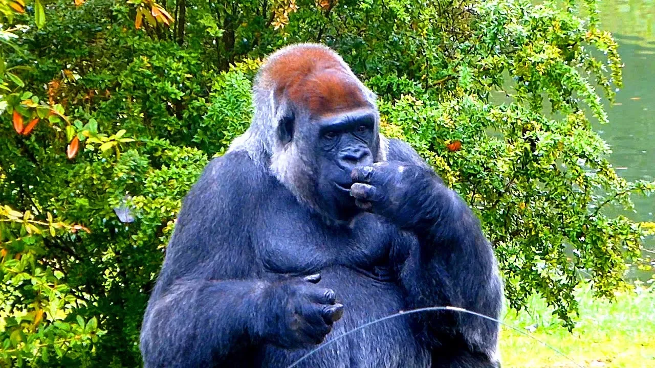 самые смешные обезьяны. видеоролики про обезьян. мартышки видео. видео про обезьян. горилла смешная.