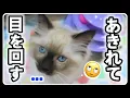 Download Lagu [Elke dag is een sportdag] De ochtendroutine van zeven kittens is te schattig lol 💞 #Ragdoll #Kat...