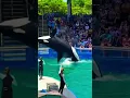 Lagu Miami Seaquarium: Lolita The Killer Whale 🐳 #miamiseaquarium #shorts