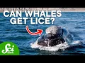 What are the White Crusts on Whales You Won t Believe Your Eyes