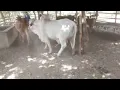 Natural Animal Meeting New Cow Mating s 2022 Summer Love Between Bulls Cow New s