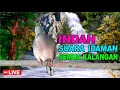 Download Lagu Perkutut Lokal Alam Gacor - irama berKelas bikin lawan NYAUT ribut