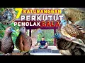 Download Lagu 7 Katuranggan Perkutut Penolak Bala.