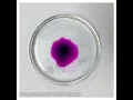 Diffusion of Potassium Permanganate in Water