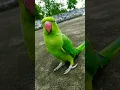 Download Lagu Talking Parrot Mithu Say Mummy Mummy ❤️❤️❤️❤️❤️❤️❤️❤️❤️❤️❤️