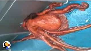 Huge Octopus Escapes Through Smallest Hole The Dodo
