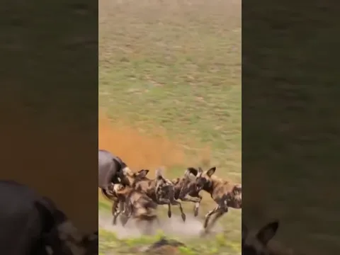 Wildebeest vs Wild Dogs: Fierce Battle #wildlife #animals #shortvideo #viral #wilddog #safari