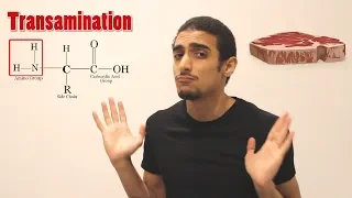 Overview On Amino Acid Metabolism شرح بالعربي لمصير الأمينو أسيد 