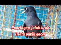 Download Lagu Pancingan jalak kebo mata putih gacor @Jonmanorsa