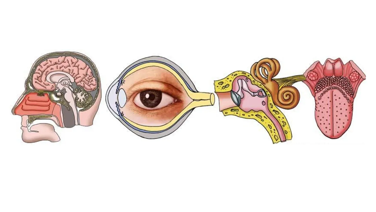 BASIC ANATOMY & PHYSIOLOGY REVIEW: Special Senses