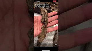 العود الماليزي أوصافه وغاباته    أبو عبدالملك المطيري دندنها