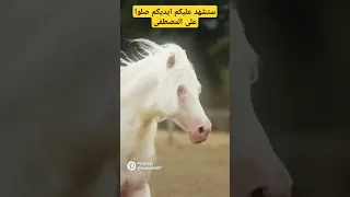 صلى الله على محمد بصوت نور الدين خورشيد اكسبلور 