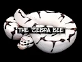 The Zebra Bee Ball Python