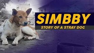 simbby story of a stray dog documentary film