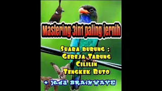 mastering greja tarung cililin tengkek buto jeda brainwave tidak bikin stress